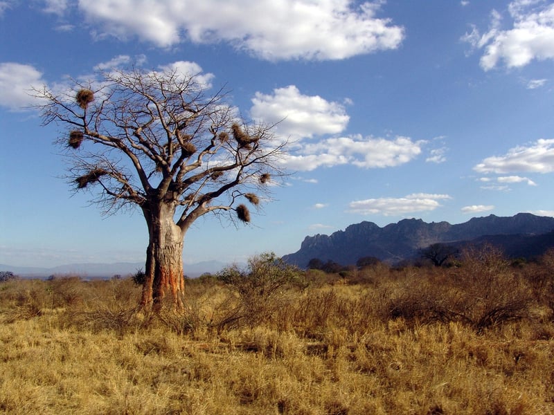 Baobab Trees in Africa